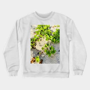 Beach Grass, Oman Crewneck Sweatshirt